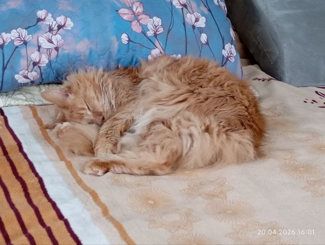 А как спит ваша котейка