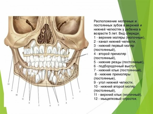 Конец эры имплантатов: В Японии перешли к испытаниям на людях первого препарата для выращивания зубов