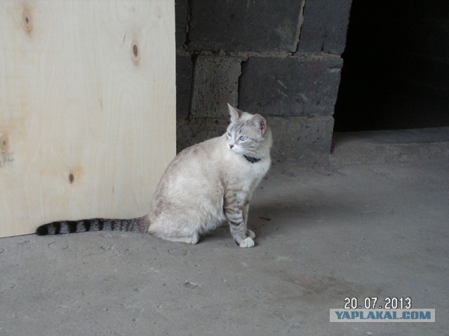 Котовторник   27.08.2013