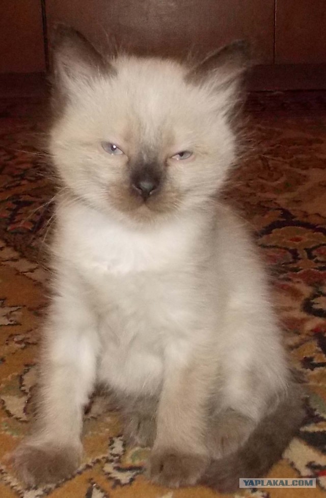 Котовторник 17.09.2013
