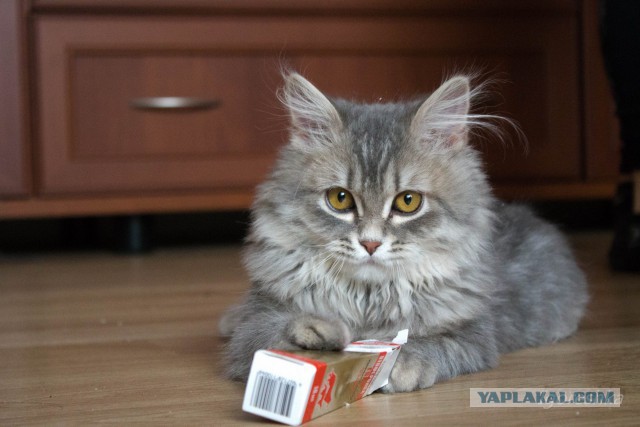 Котовторник 6.05.2014
