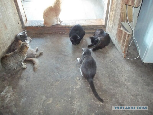 Жизнь домашнего приюта для котеек 13