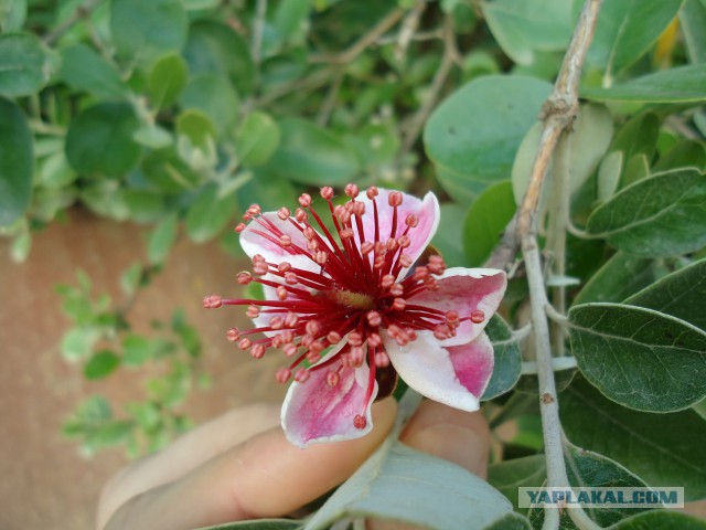 Великолепная Абхазия