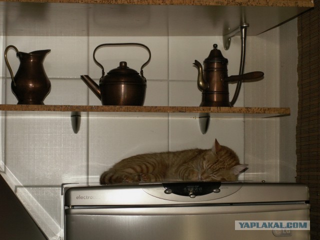 Котовторник 15.07.2014.