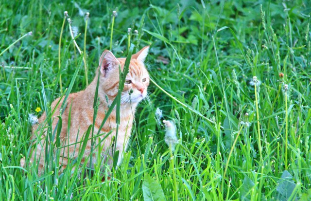 Котовторник 02.09.2014