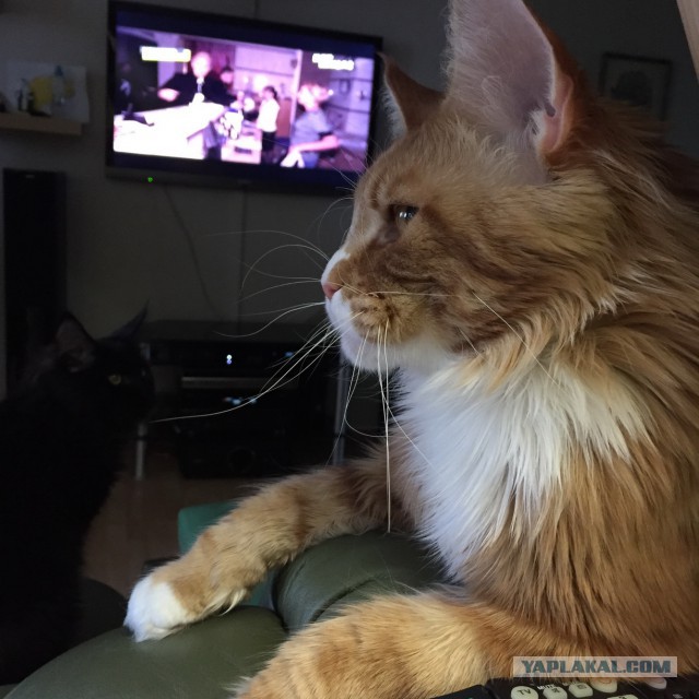 Котовторник