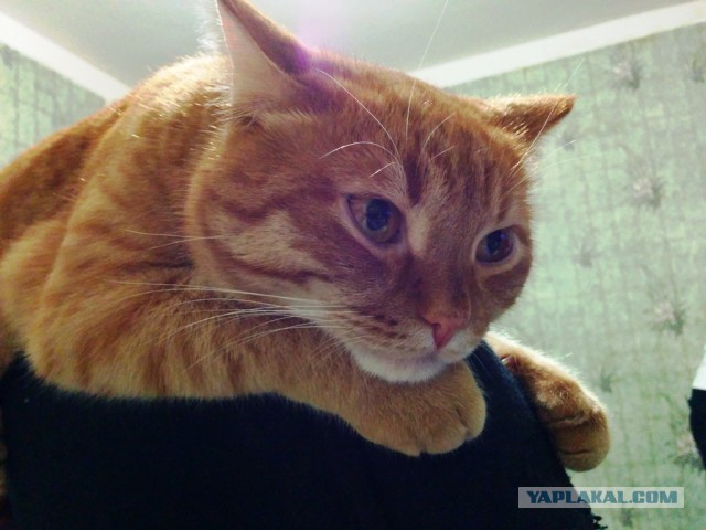 Котовторник.