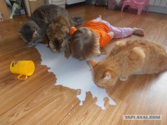 Котовоскресенье
