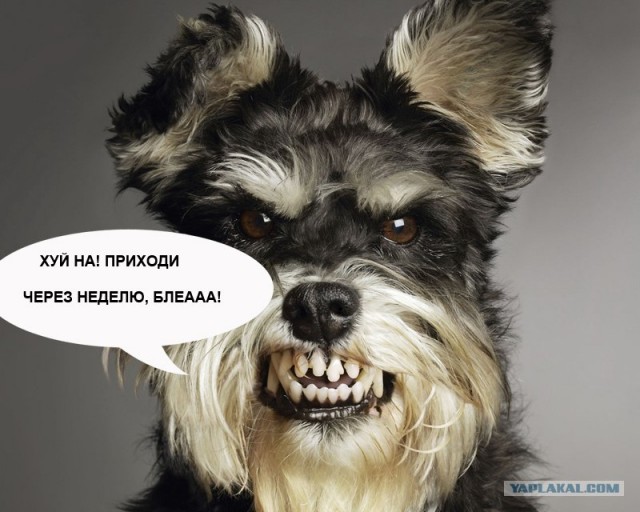 День кошек в России