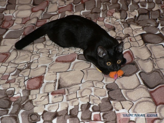 Котовторник 20.10.2015