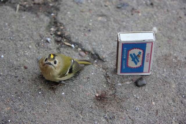 Я вижу птиц (с)
