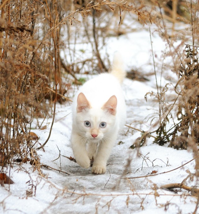 Новогодний котовторник,05.01.16.