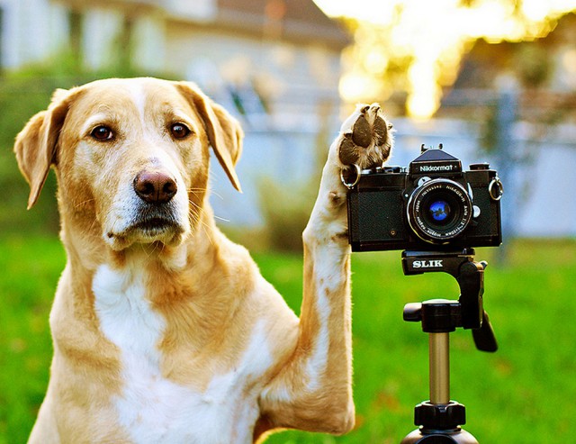 Животные и фотоаппарат