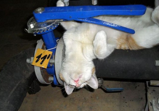Демы к котовторнику!