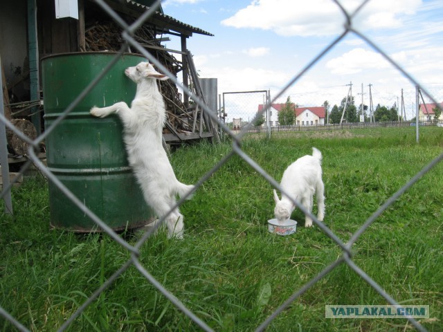 Козлосреда - милоты пост.