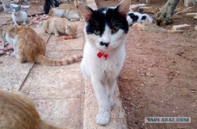 Человек-кот из Алеппо остался в разрушенном войной городе, чтобы ухаживать за домашними питомцами