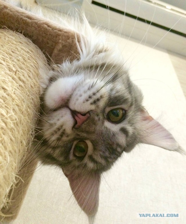 Выглядывающие коты