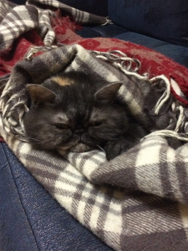 Котопрятки