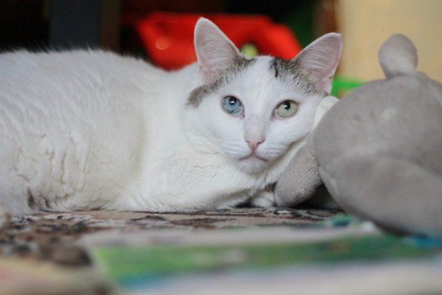 Котовторник 15.11.2016