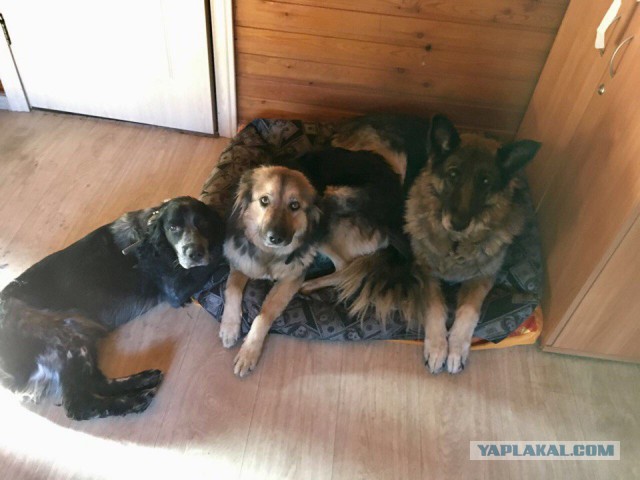 Живодерки из Хабаровска