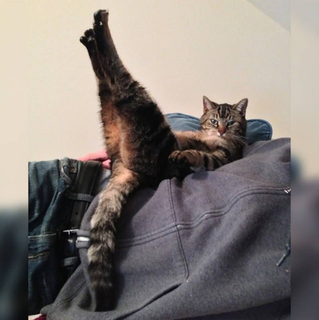 Коты из сети