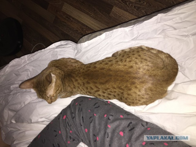 Котовторник 28.02.2017