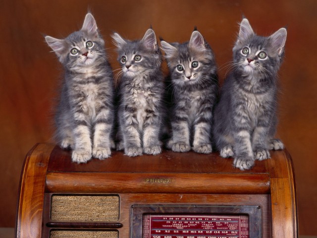 Коты и Кошки