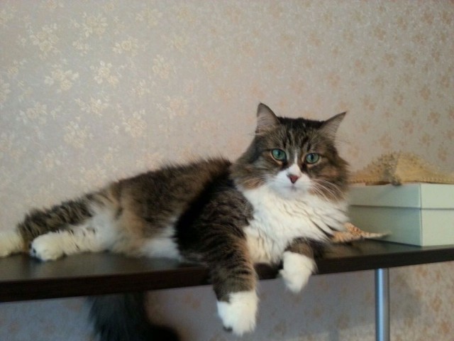 Коты и Кошки