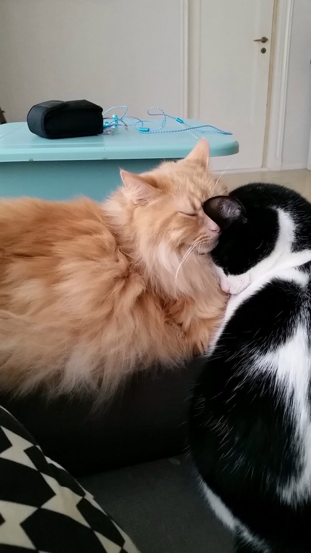 Коты и Кошки
