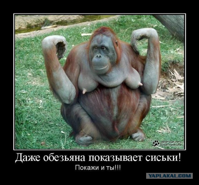 Сиськи!