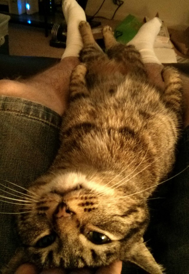 Коты и Кошки