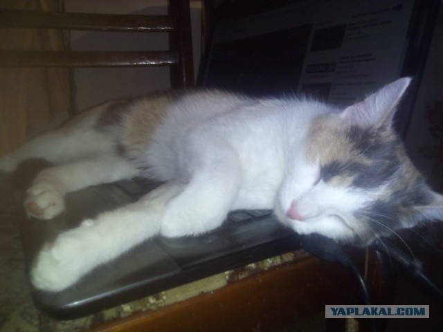 Котовторник  05.12.2017
