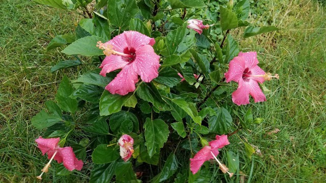 Просто Природа