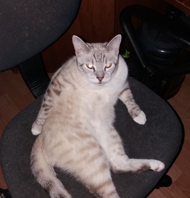 Кот без прикрас