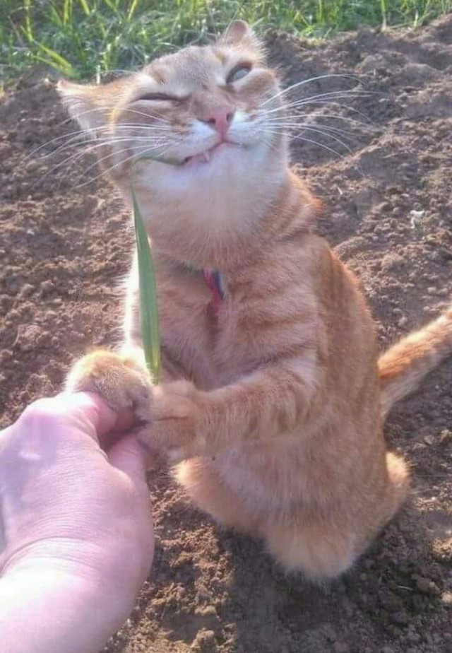 Прикольных котов пост