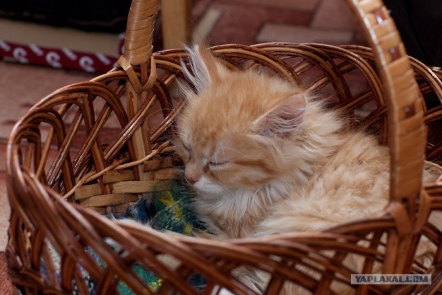 Котовторник на ЯПлакалъ