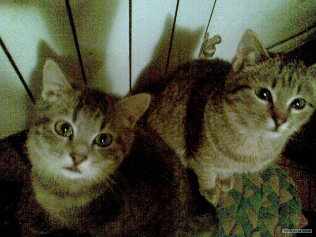 Котовторник (20.01)