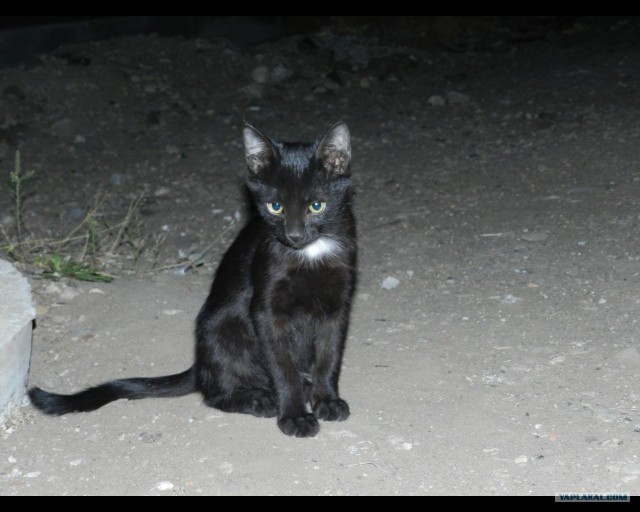 Первый котовторник июля