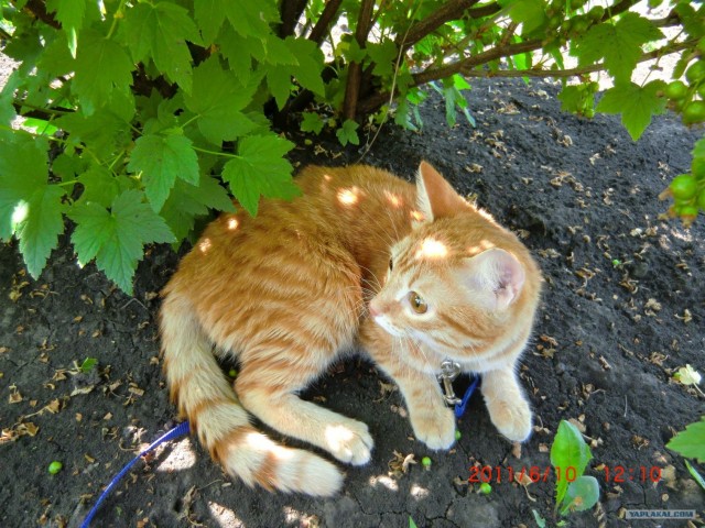 Котовторник! 11.10.11