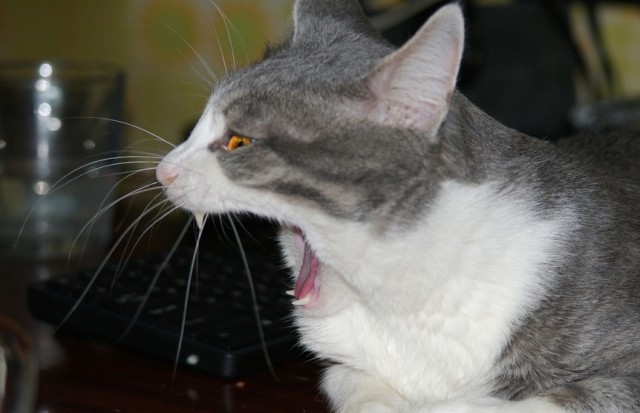 Первый КОТОВТОРНИК 2012