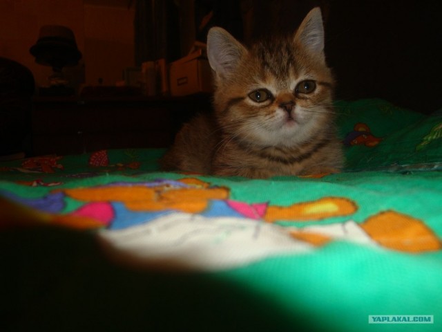 Котовторник (07.02.2012)
