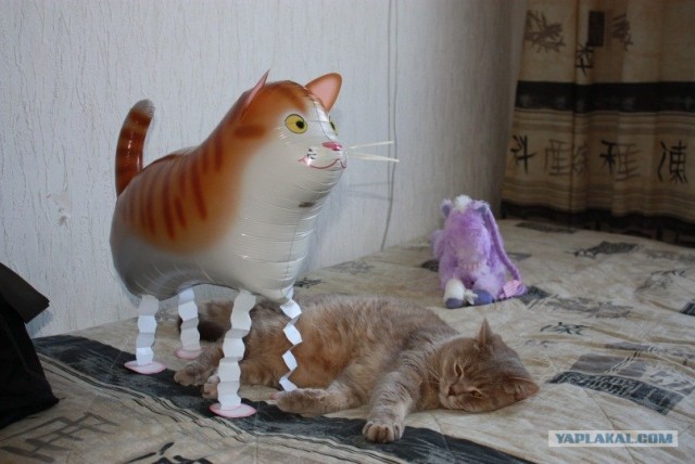 Котовторник 8 мая 2012