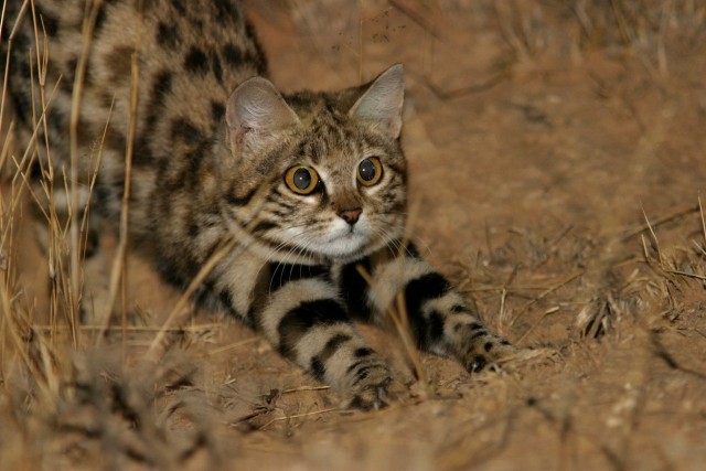 Самые маленькие кошки