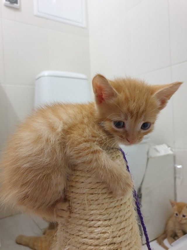 Забавные фото котеек