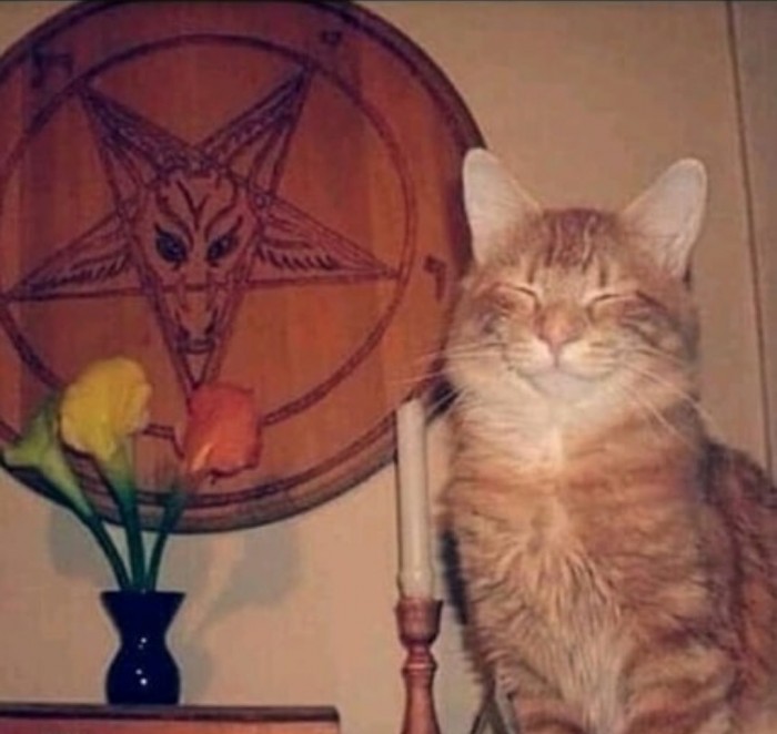 Коты-буддисты