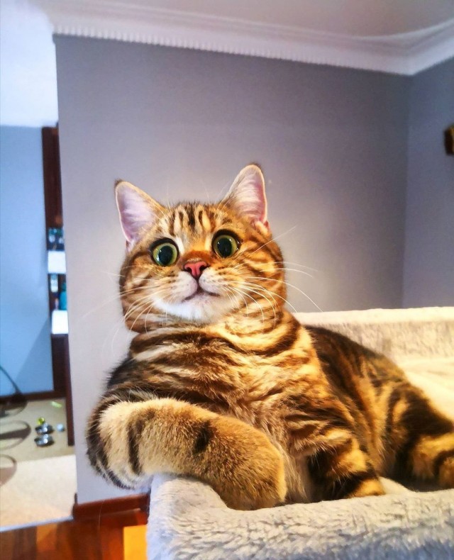 Котофеев пост