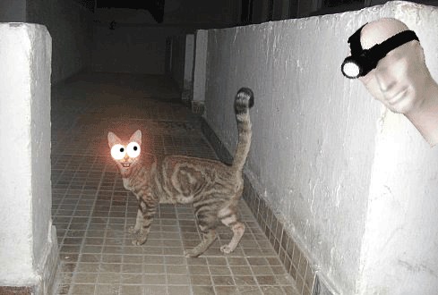 Фотожаба: Кот отакует!