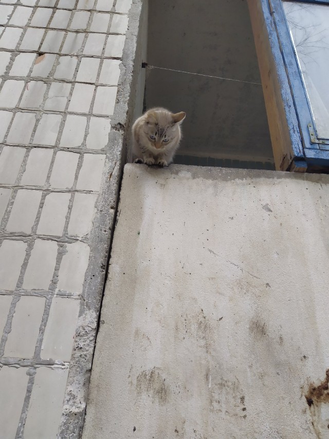 Подборка забавной живности