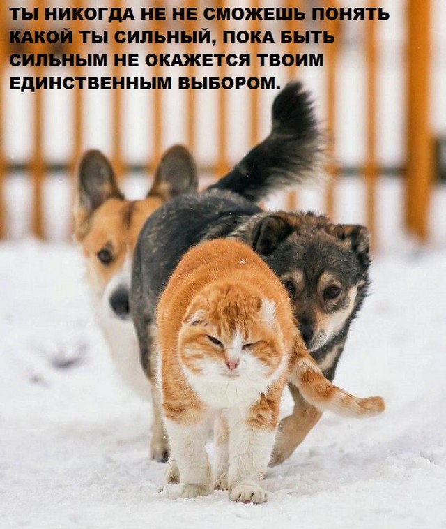 Картинки с надписями и всякие жизненные фразы 06.04.21