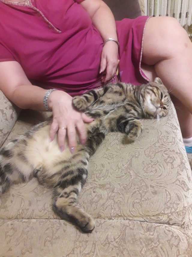 Котовторник